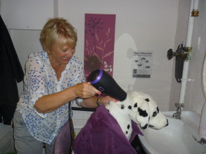 Spot is having his coat blow-dried