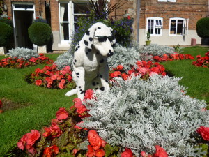 Spot admires the summer bedding in the garden